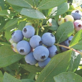 Jewel berries